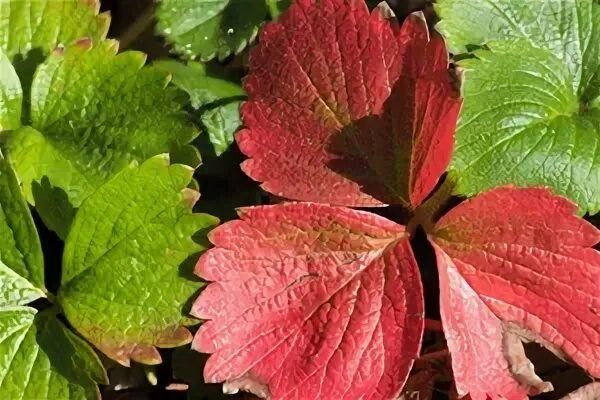 Почему краснеют листья клубники: 4 причины и способы спасения урожая