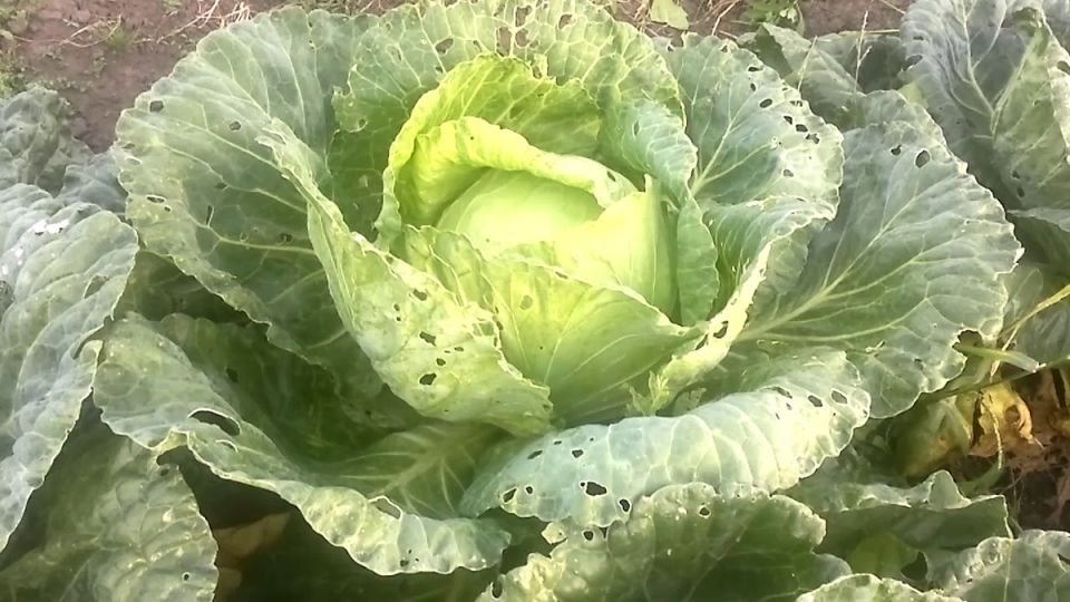 ��� ������ �������: ������� ������ � ������ � �����������