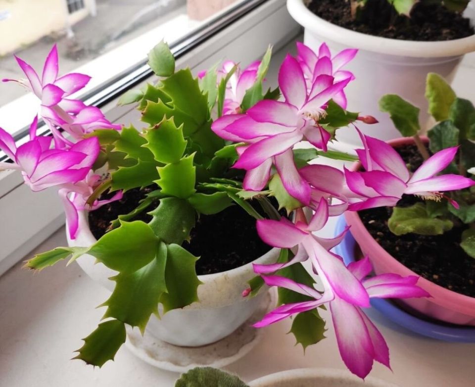 ������� ����� �� �����������: ��� �������� ������������ ��������