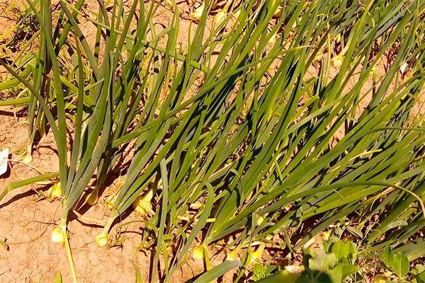 ��� ��������: ������� ��������� ����������� � �������� ������