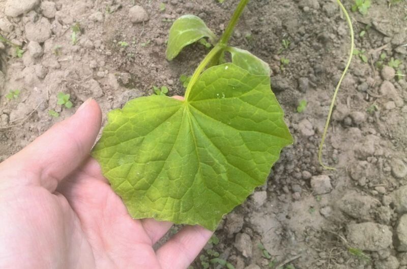 Почему желтеют листья огурцов: причины и решения проблемы