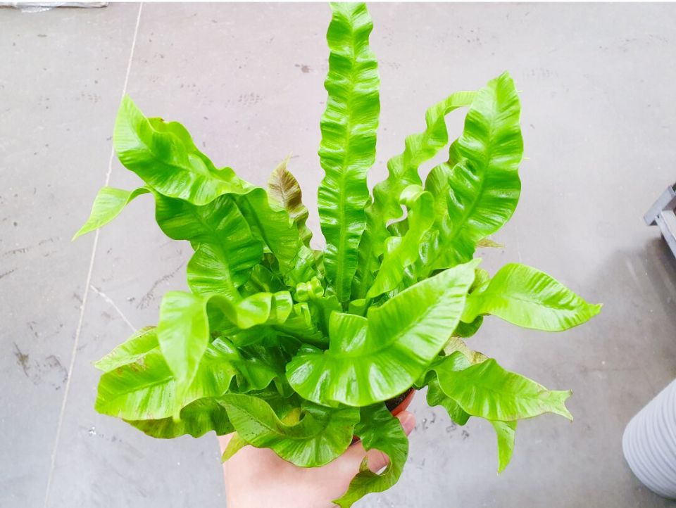 ����� ��� � �������� ����������: ��� ������� � ����� ������