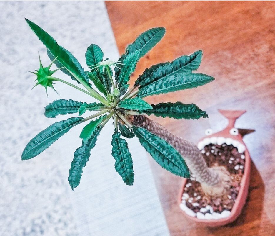 ����� �������� �������� ��������� �����: ����� ����������� � ����������