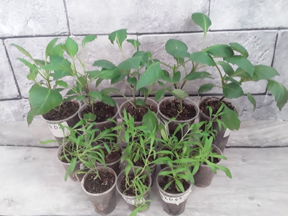 ��� ��������� �������� ������ ��������: ������ ������ ��� ������ ����