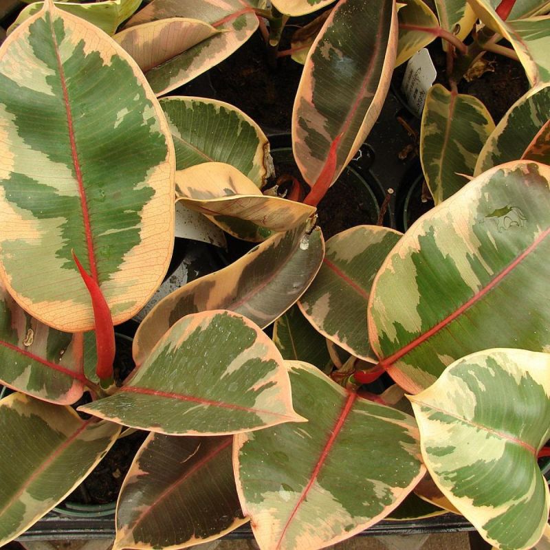 ��� �������� ������������ �������� ������ � ������� ���������