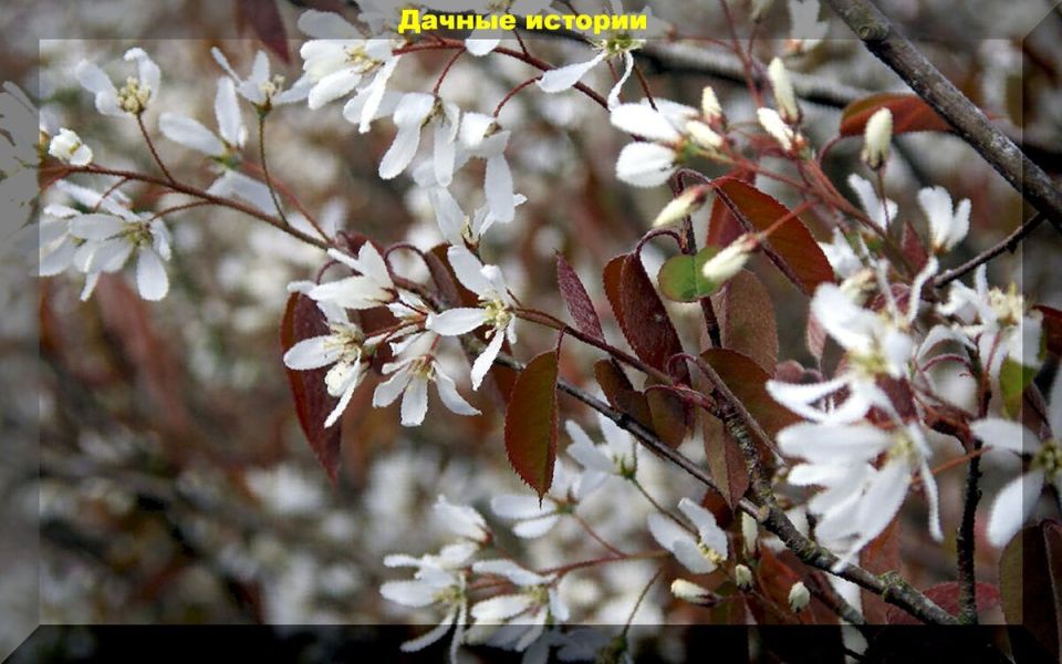 Создаем живописный сад с минимальными затратами усилий