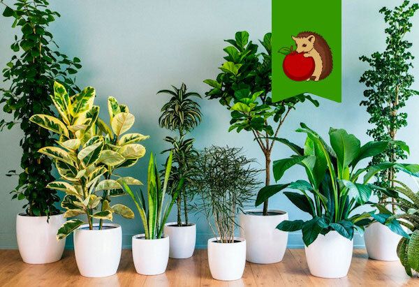 �������� ��������: ���� ��� ��������� ��������� ��������