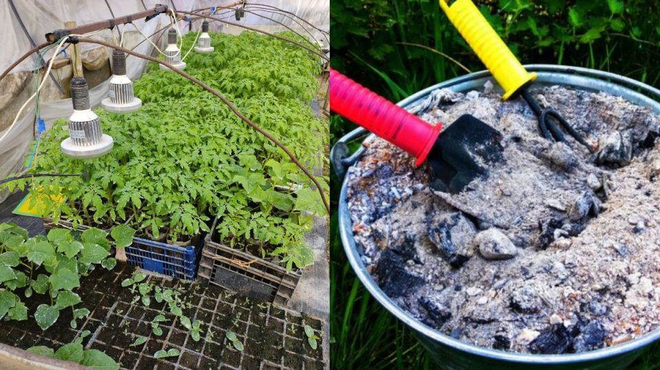 ����������� ������ ��������� ������: ��� ���� ����� ����������� ��� ������