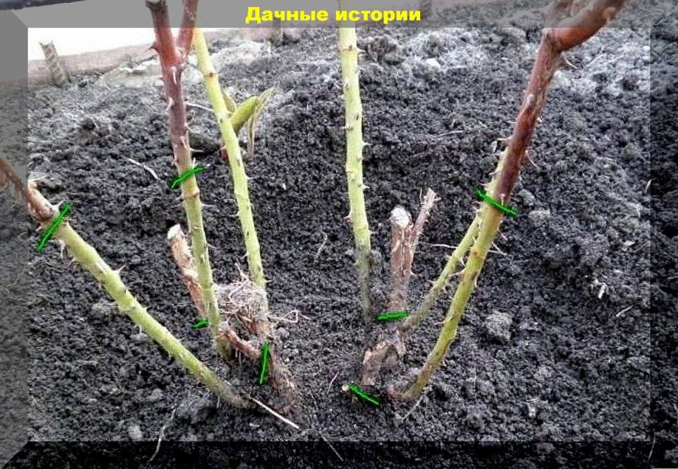 ����������� ���: �������� ������ ��� ���������