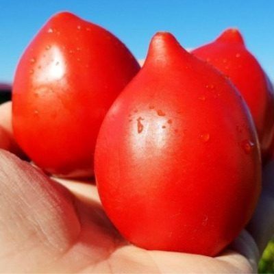 ������ � ����������: �������� ��� ���� ���� 