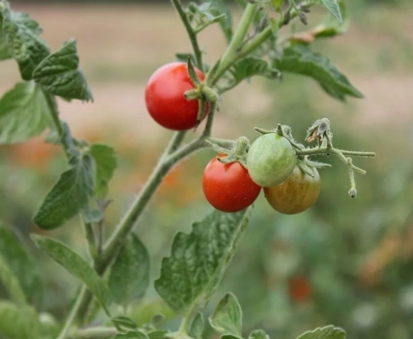 �� ��� ���� ������������� �����: ���� ��� ������ ��� �������?