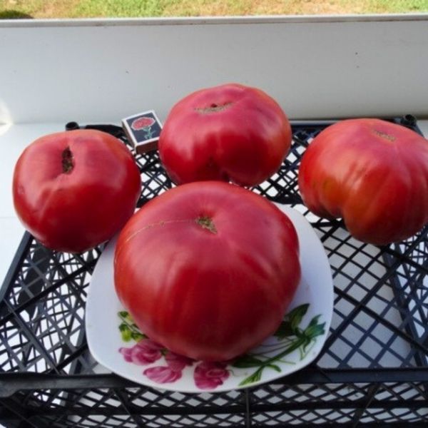 ����� ��������� �������: �������� ������� ����� ��� ������ �����