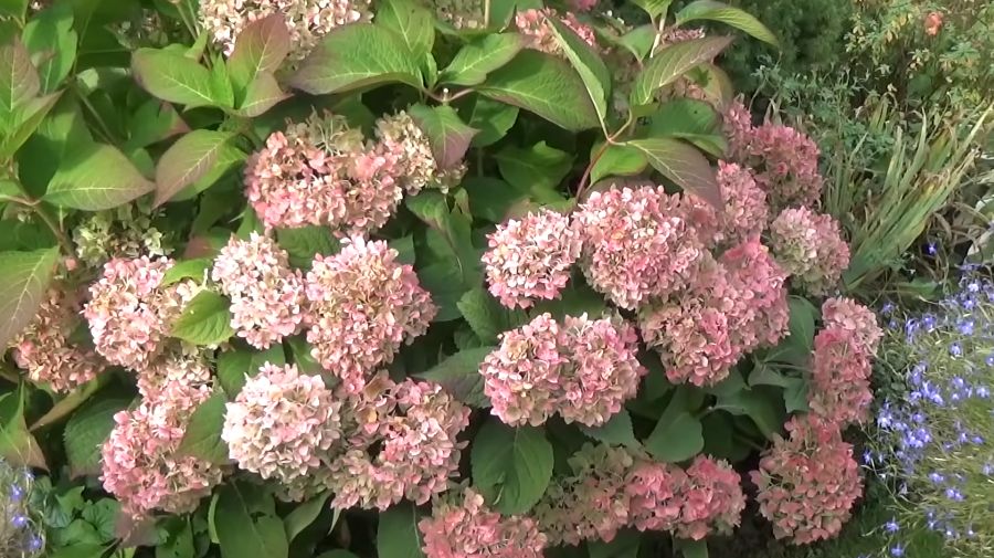 ��� ��������� ������������� ���������: ��� ����������� ������ �������