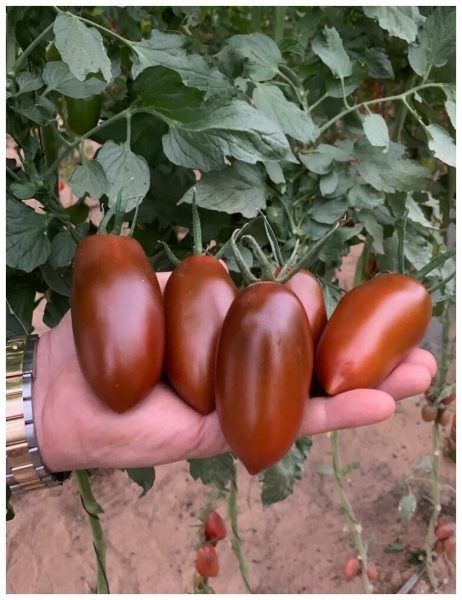 Томат мар саба: удивительное сочетание вкуса и выносливости