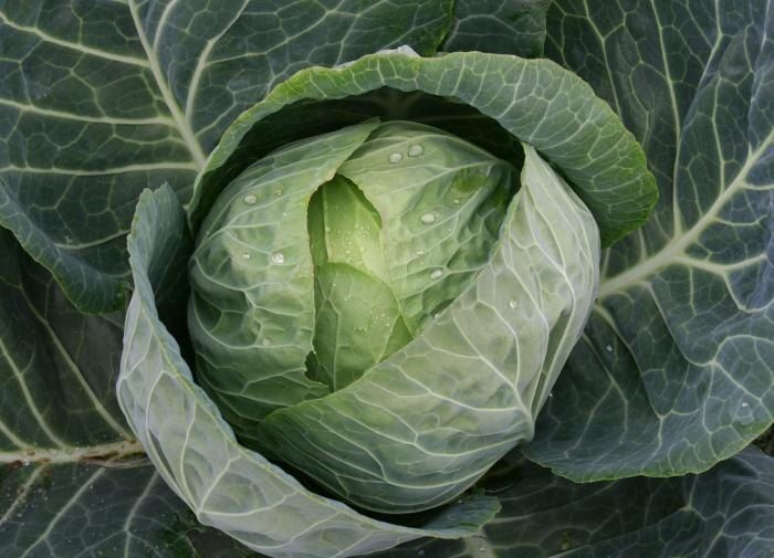 ��� ���������� ������������ �������������� ������ ���� � ����