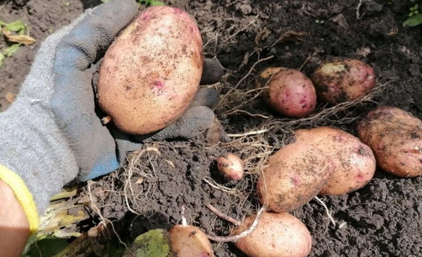 Осмысление простых правил по выращиванию картофеля: что действительно работает