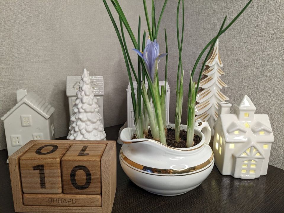 Весна в белом городе: как расцветают первоцветы спустя три месяца