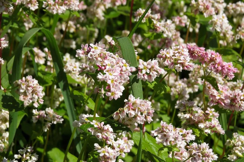 Гречишный чай: уникальный напиток, который стоит попробовать