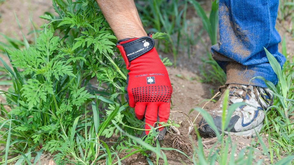 ��� ������� ������� �� � ���� ������ ������: ����� ������ ��� ��������� ���� �������