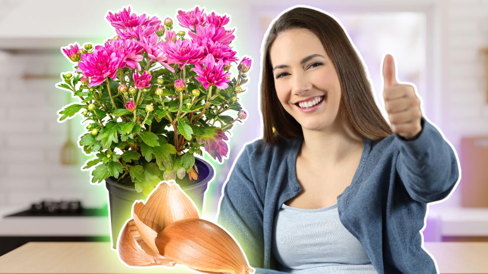 Цветы попрут как на дрожжах: садоводы нашли луковой шелухе неожиданное применение