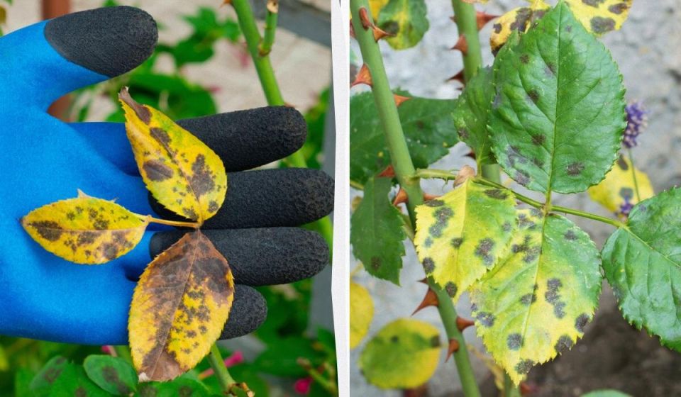 Как защитить розы от черной пятнистости: советы по лечению и профилактике