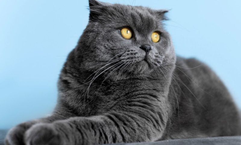 ������������� ���������� ������������ � ������ �������� �� �������� ����������