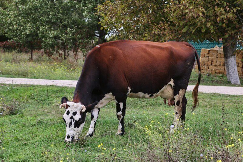 ������ ��������� �������� �������� ���� ��������?