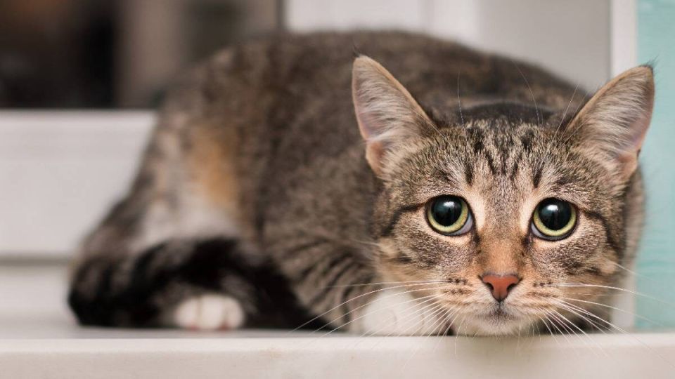 ������ �� ������������� �������� � �������� ������: ����� ���������� �������