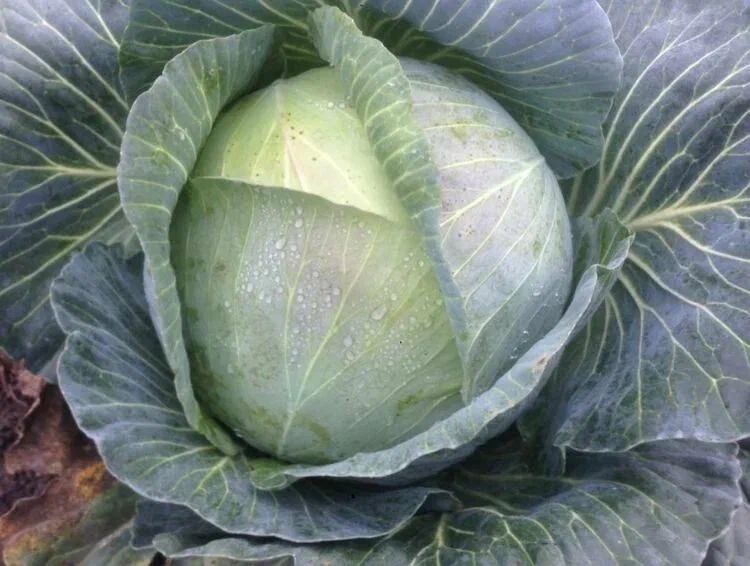 �������, ������� �� ������� ���������: ��� ��� ���������� �� ����������?