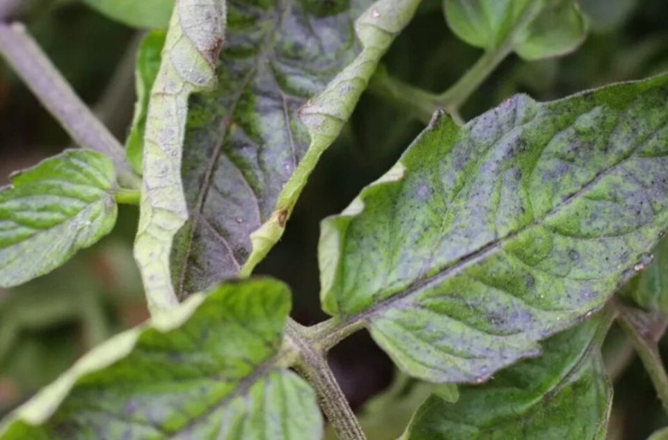 ������ ��� �������: ��� ���������� ���������� � ������������� ��������