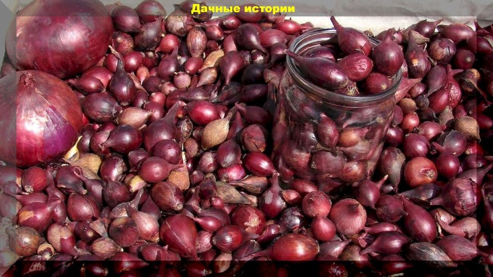 Эффективная подготовка лука севка к весеннему посеву