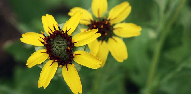 Цветы, которые наполнят ваш сад шоколадным ароматом