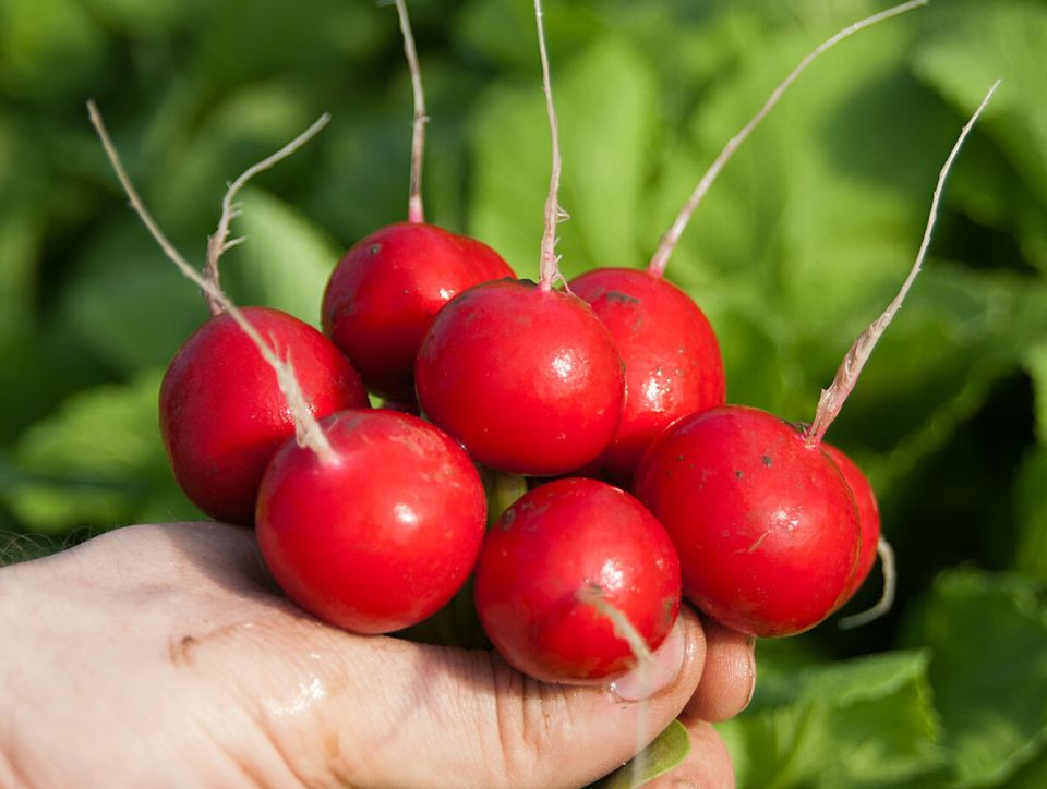 ��� ������ ������ ��� ����� �� �������: ���� �������� ��������� ��� ��������� ������