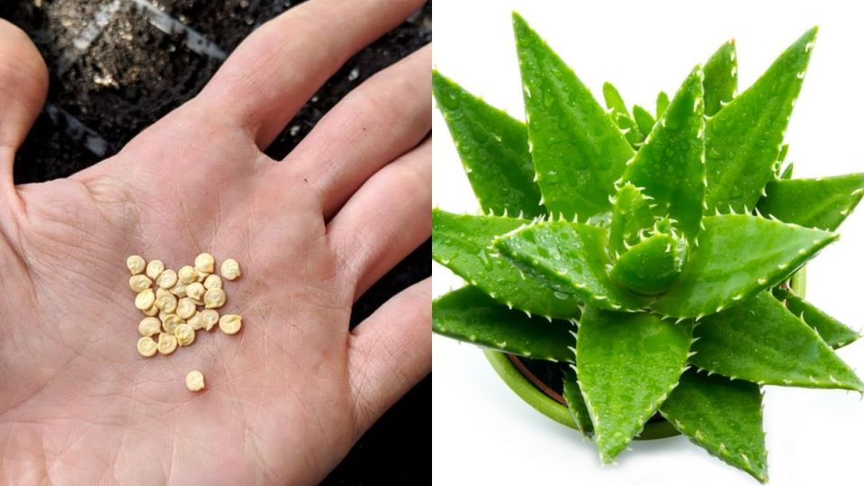 Эксперимент с просроченными семенами: как алоэ помогло получить крепкие всходы