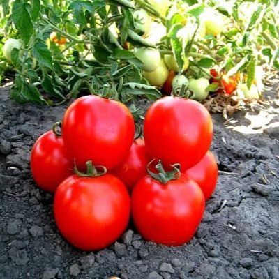 Томат Асвон: идеальный выбор для раннего сбора урожая