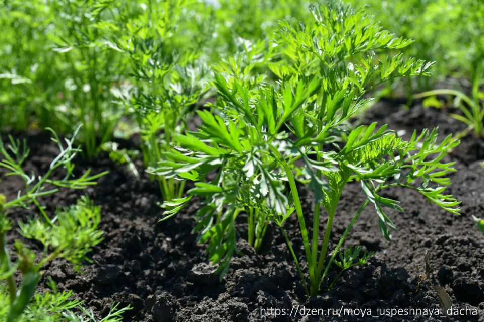 ��� ��������� ������� � ������ �������: ���� ������� ����� ��� ������