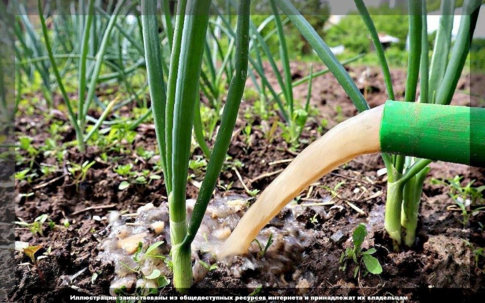 Уход за луком и чесноком в июне: секреты успешного урожая