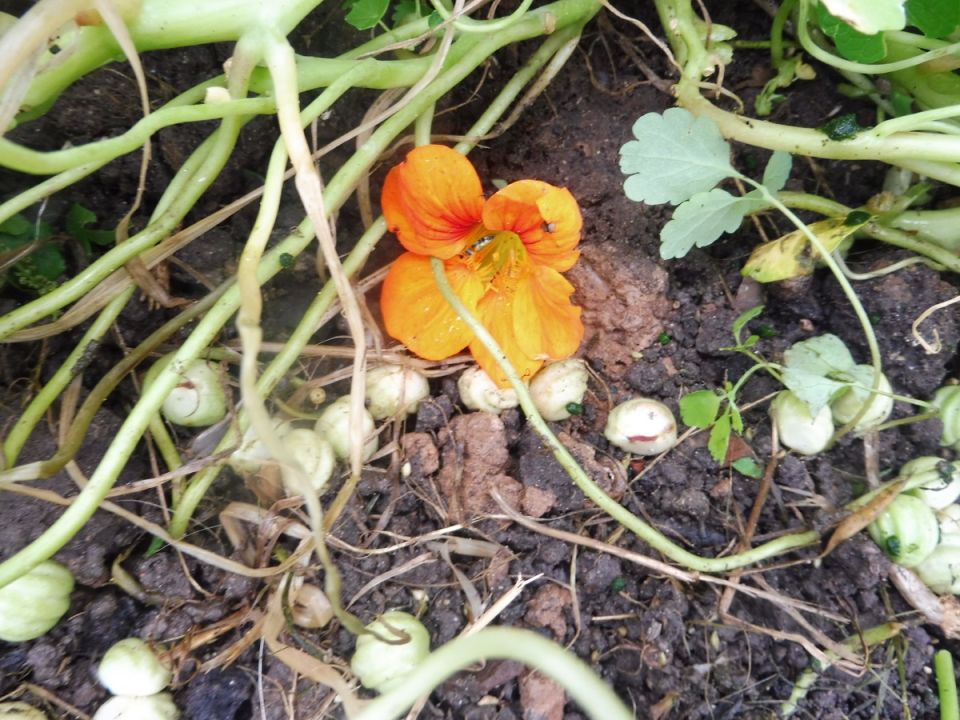 Запасы семян: как подготовиться к весне и не упустить шанс на цветение