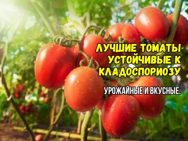 Томаты, устойчивые к кладоспориозу: как защитить урожай от недуга