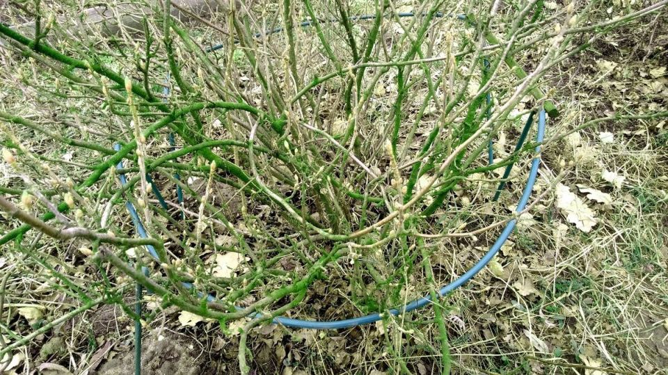 ������� ����� �� ���������: ��� ��� � ��� � ��� ����������