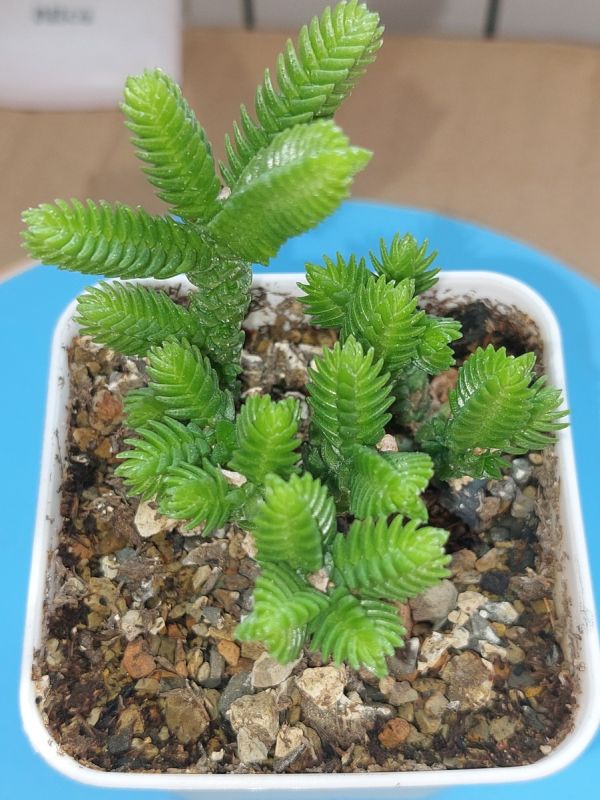 Суккуленты: Путешествие Из Прошлого В Будущее