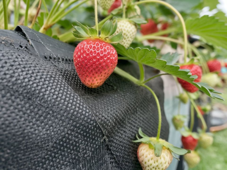 Почему клубника сохнет на кустах и как это исправить