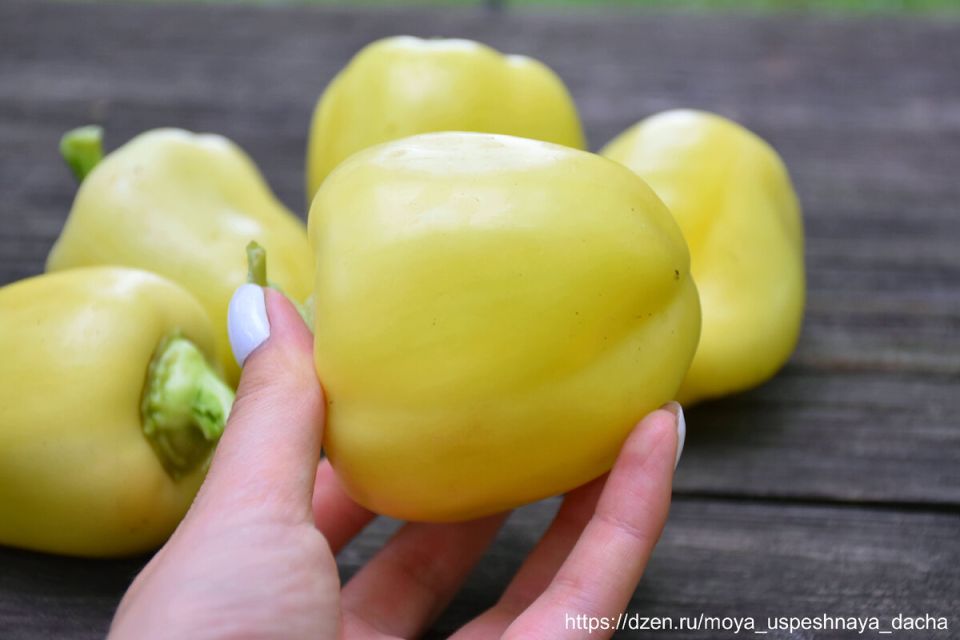 ��� ��������� ��������� �����: ������� � ������������