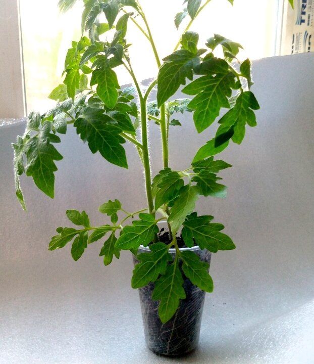 ����������� ����������: �������� � ���� �����������