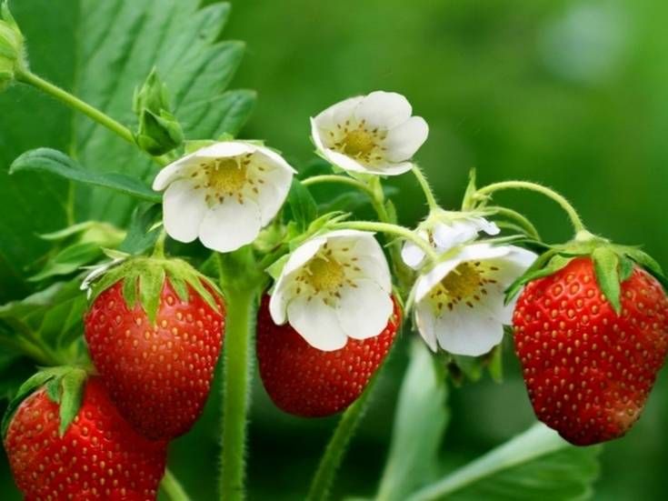 Обмен опытом по клубнике и землянике: советы и мнения читателей