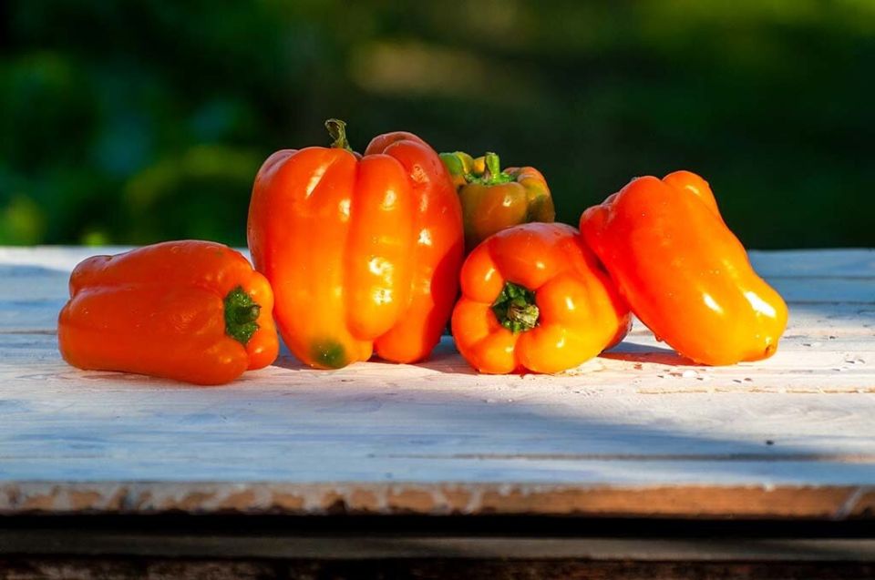 Сладкий перец 'Рыжик' F1: новый чемпион среди гибридов