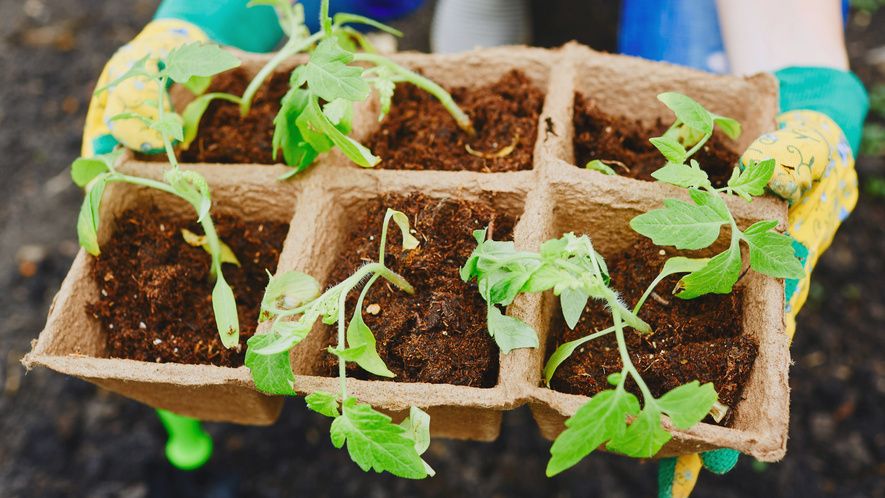 Как лавровый лист превращает рассаду в настоящих чемпионов