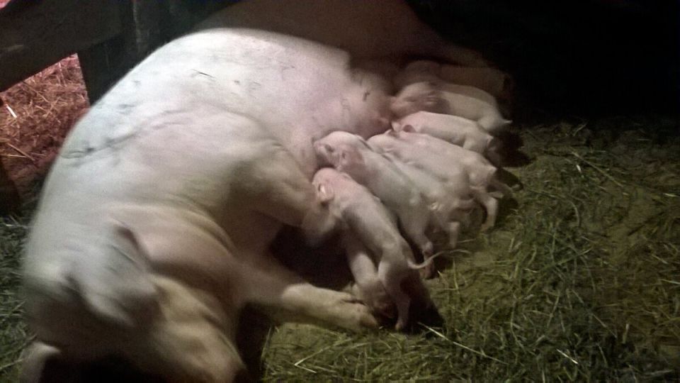 Содержание свиноматок: издержки и перспективы