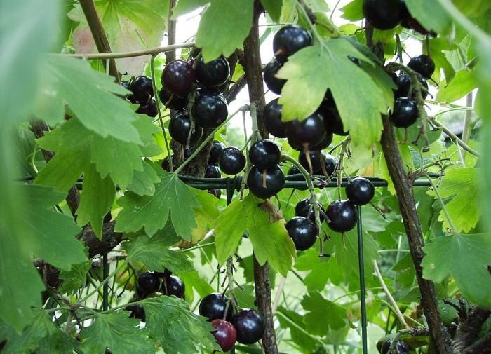 ���������� ��������� � ����: ������� ��������� ������